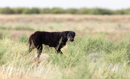 black dog on the natureの写真素材