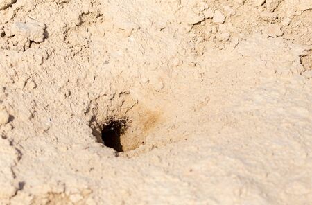 animal burrow in the ground