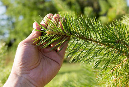 coniferous branch in hand on nature