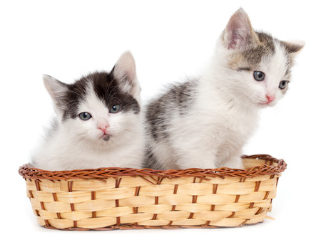 two kittens in a basket on a white backgroundの写真素材