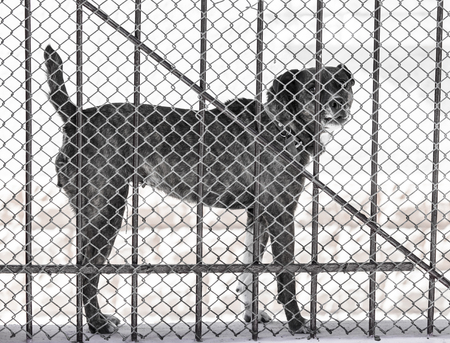 angry dog behind a fenceの写真素材