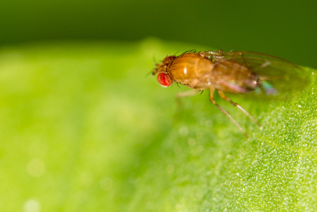 fly in nature. macroの写真素材