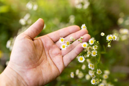 small daisies in hand on natureの写真素材