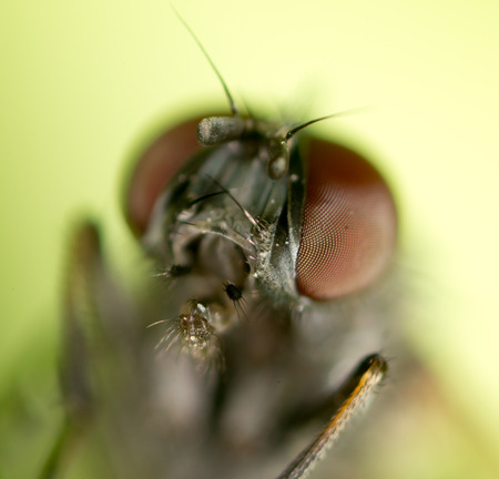 Portrait flies in nature. macroの写真素材