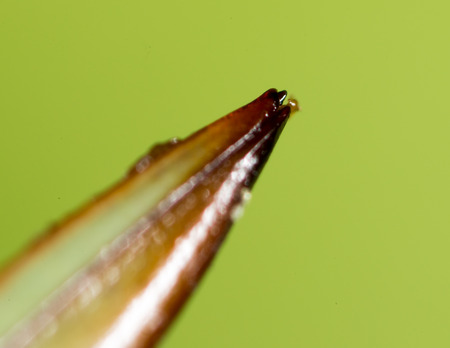 grasshopper tail. super macroの写真素材