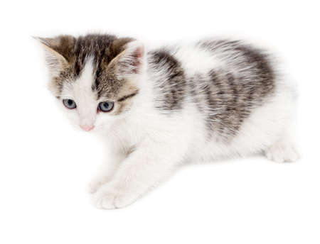 little kitten on white backgroundの写真素材