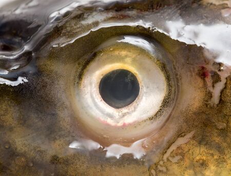 Eye carp as a background. macroの写真素材