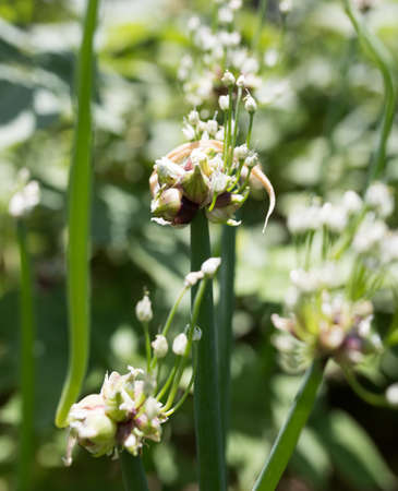 green onion seeds in the gardenの写真素材