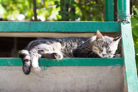 cat sitting on a porchの写真素材