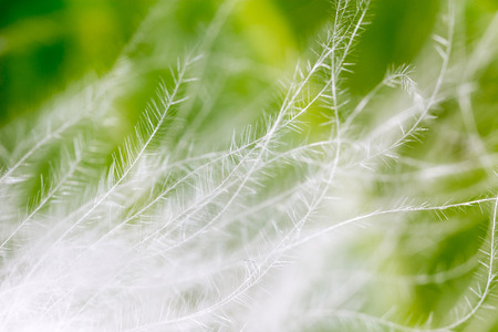 feather on a green background