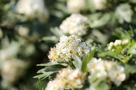 beautiful flowers on the bush outdoorsの写真素材