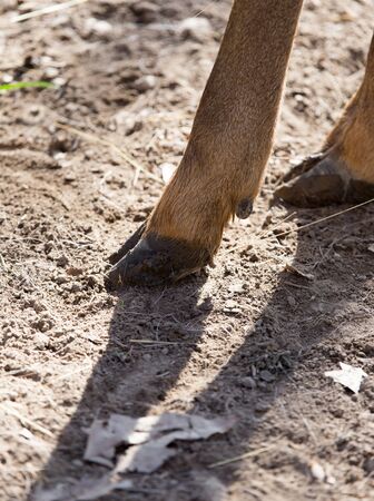 hooves of a deer in natureの写真素材