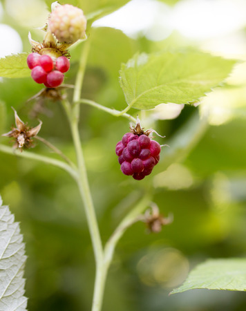 ripe red raspberry in nature