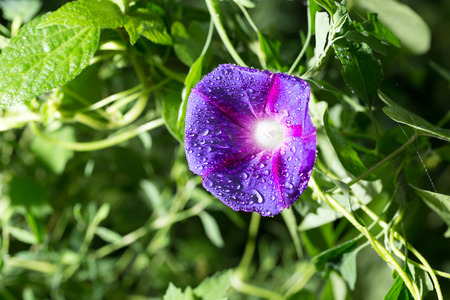 drops of water on a blue flower