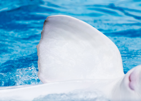 fin white dolphin in the poolの写真素材