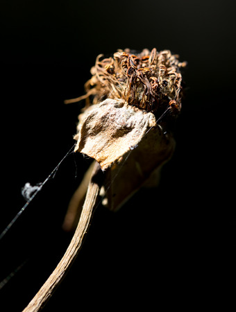dry rose on the natureの写真素材