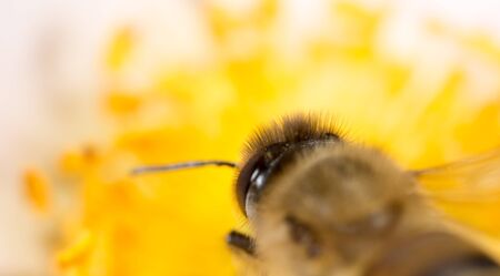 bee on a flower. macroの写真素材