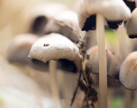 inedible mushrooms in natureの写真素材
