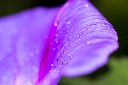 drops of water on a blue flowerの写真素材