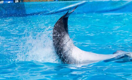 Dolphin jumping in the poolの写真素材