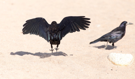 black crow on the sandの写真素材