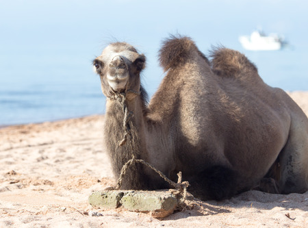 Camel near the seaの写真素材