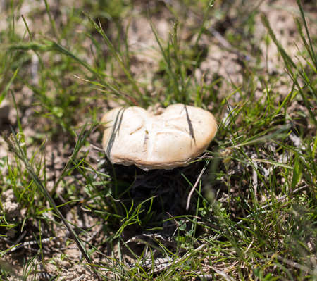 mushroom in nature