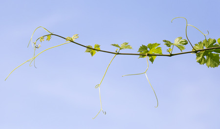 young grape mustache outdoorsの写真素材