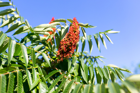 flower bud on a tree in natureの写真素材