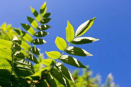 green leaves on the tree in nature