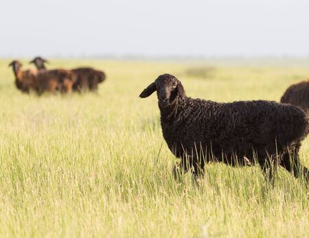 sheep in the pastureの写真素材
