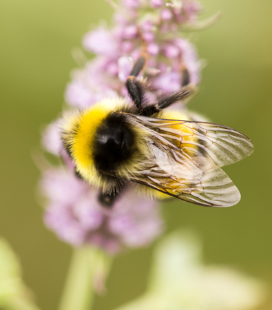 bee on a flower in nature