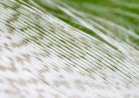 feather on a green background