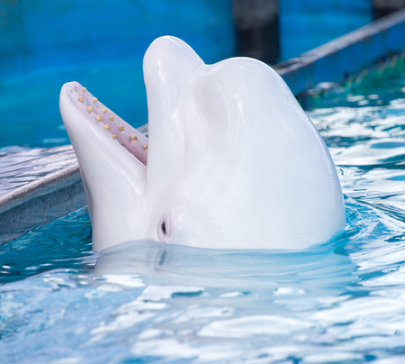 white dolphin in the poolの写真素材