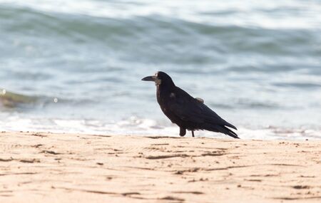 black crow on the sandの写真素材