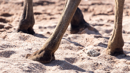 foot of a camel in the sandの写真素材