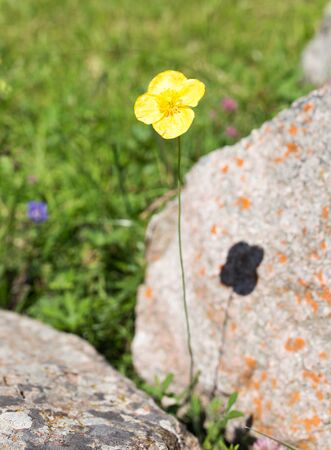 beautiful yellow flower in natureの写真素材
