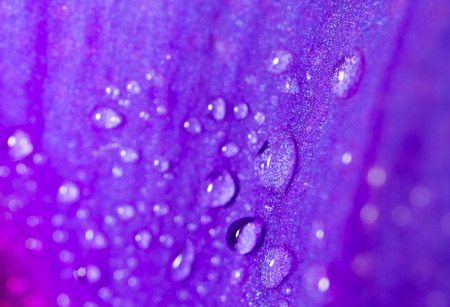 drops of water on a blue flowerの写真素材