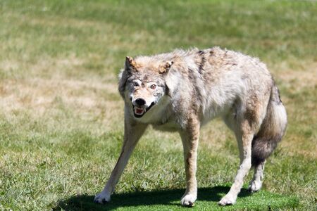 Wolf layout on nature