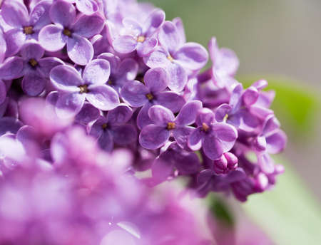 beautiful lilac flowers in natureの写真素材