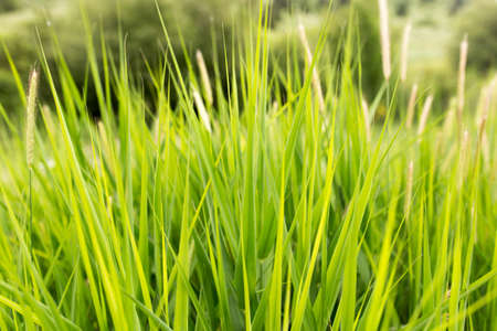 green grass in nature as a backgroundの写真素材