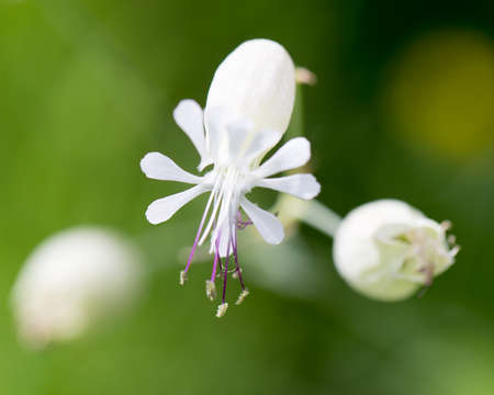 beautiful white flower in natureの写真素材
