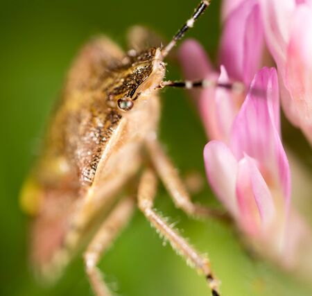 bug skunk in nature. macro