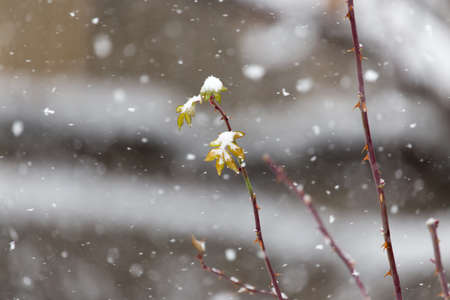 snow falls as backgroundの写真素材