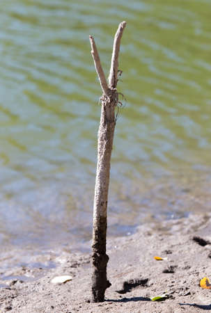 stick for a fishing rod on the shoreの写真素材