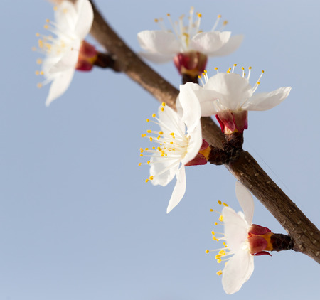 apricot flowers on a tree in natureの写真素材