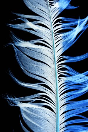 blue feather on a black backgroundの写真素材