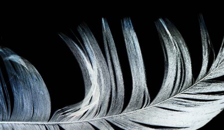 feather on a black backgroundの写真素材