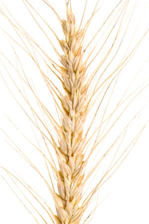 wheat on a white background. macroの写真素材
