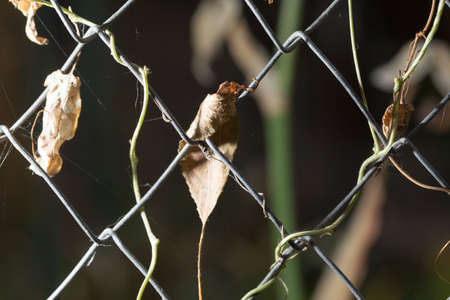 a dry leaf on a fenceの写真素材